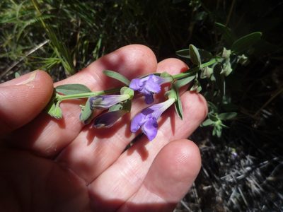 Scutellaria siphocampyloides, photographed by George Williams