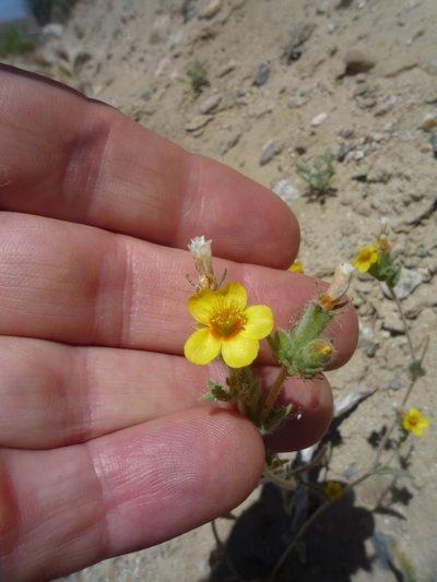 Mentzelia congesta, photographed by George Williams