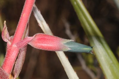 Puya spathacea, photographed by aacocucci