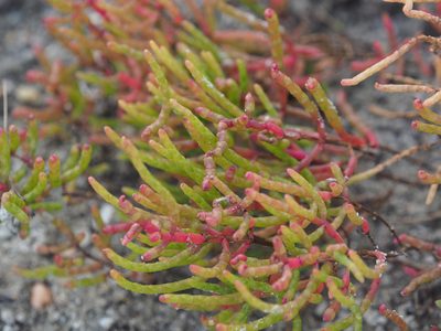 Salicornia depressa, photographed by mefisher