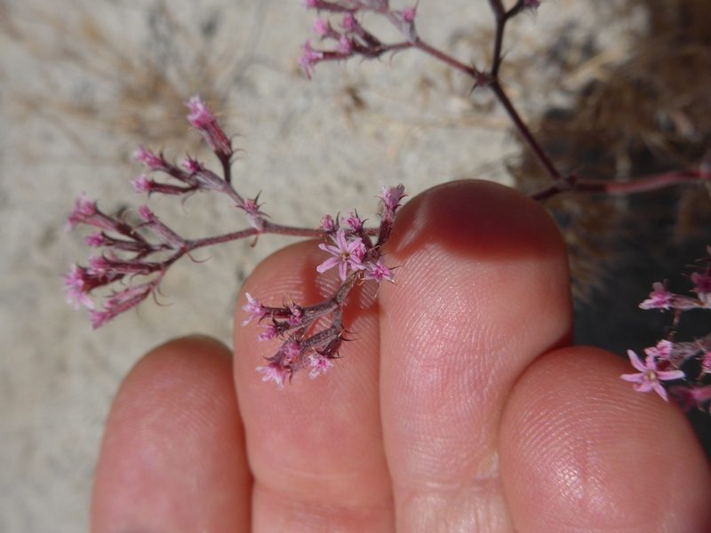 Chorizanthe xanti, photographed by George Williams