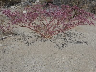 Chorizanthe xanti, photographed by George Williams