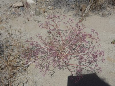 Chorizanthe xanti, photographed by George Williams