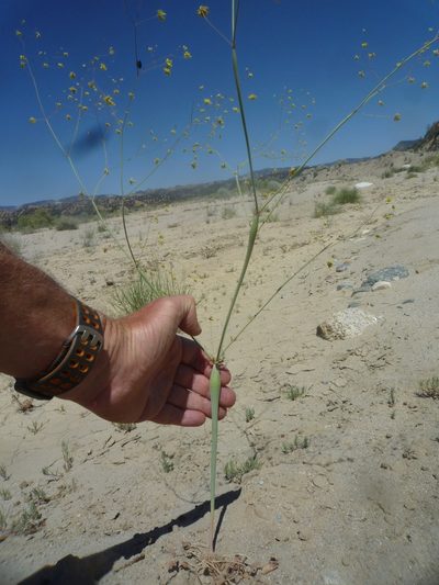 Eriogonum clavatum, photographed by George Williams
