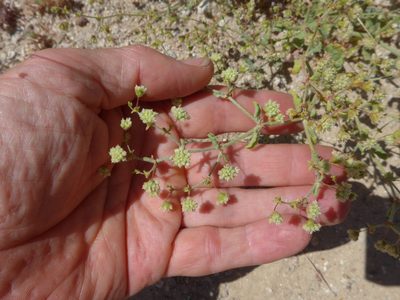 Eriogonum viridescens, photographed by George Williams
