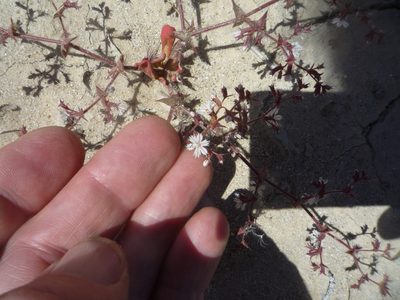Mucronea perfoliata, photographed by George Williams