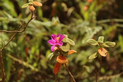 Monochaetum bonplandii, photographed by Andrés Ramírez-Barrera