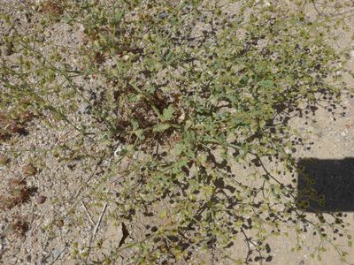 Eriogonum viridescens, photographed by George Williams