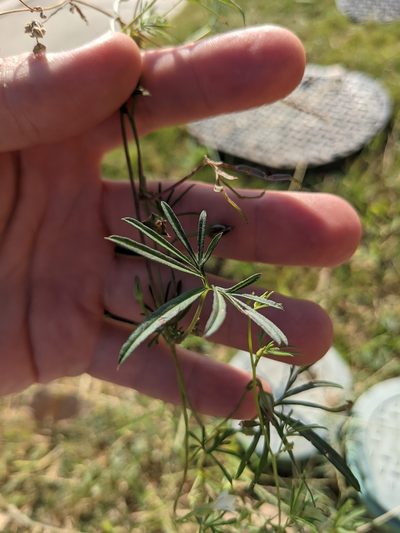 Ipomoea edwardsensis, photographed by Cleveland Powell