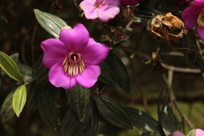 Meriania speciosa, photographed by Andrés Ramírez-Barrera