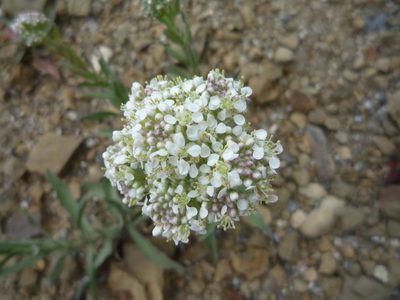 Lepidium appelianum, photographed by George Williams