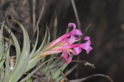 Tillandsia argentina, photographed by aacocucci