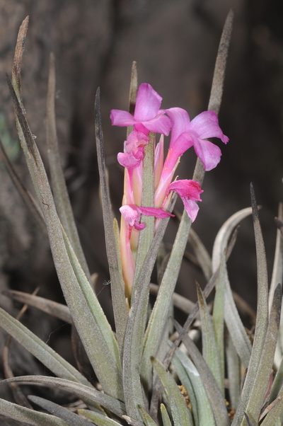 Tillandsia argentina, photographed by aacocucci