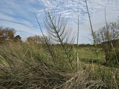 Equisetum giganteum, photographed by Gustavo Puente
