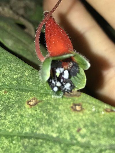 Tropaeolum pubescens, photographed by Nicolás Baresch Uribe