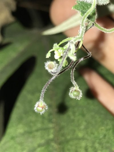 Tropaeolum pubescens, photographed by Nicolás Baresch Uribe
