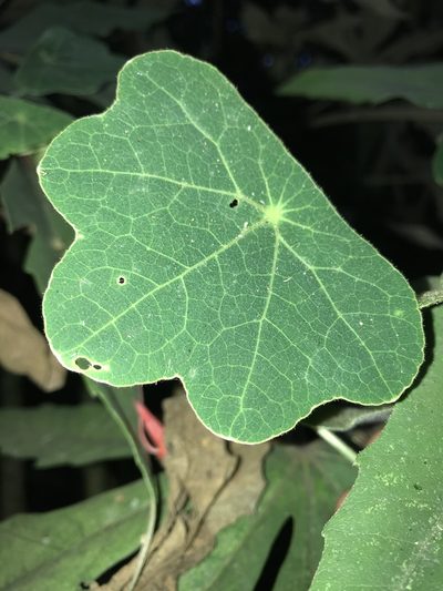 Tropaeolum pubescens, photographed by Nicolás Baresch Uribe