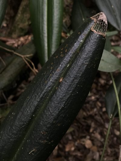 Pleurothallis restrepioides, photographed by Nicolás Baresch Uribe