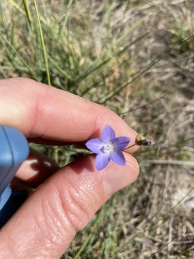 Wahlenbergia graniticola, photographed by Greg Tasney