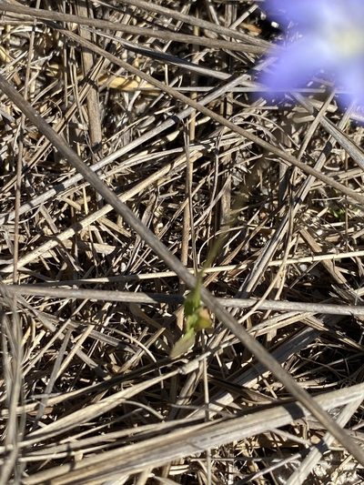 Wahlenbergia graniticola, photographed by Greg Tasney