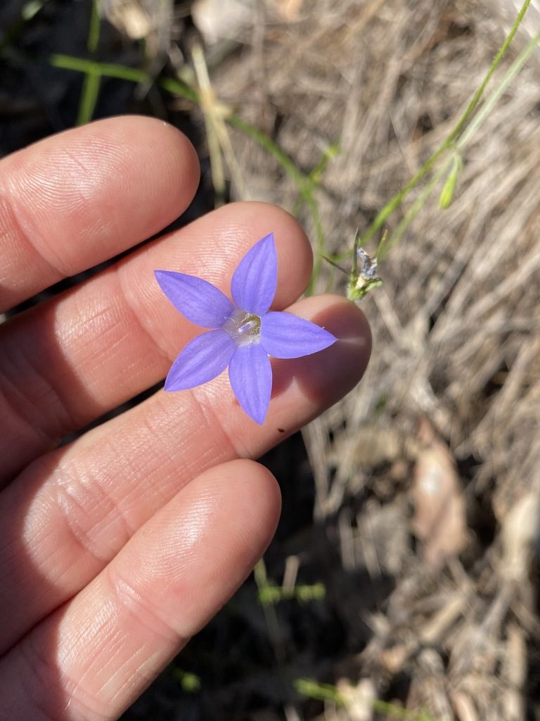 Wahlenbergia graniticola, photographed by Greg Tasney