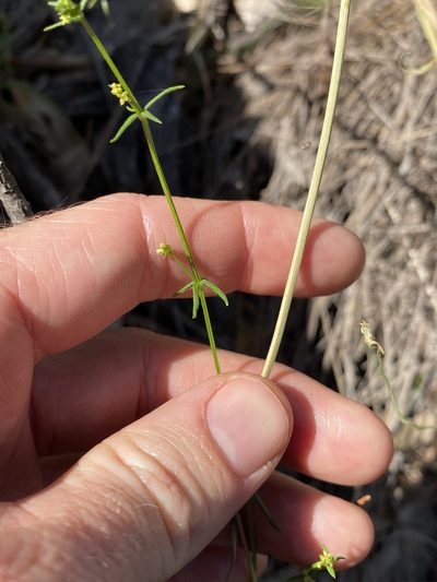 Wahlenbergia graniticola, photographed by Greg Tasney