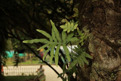 Phlebodium pseudoaureum, photographed by Andrés Ramírez-Barrera
