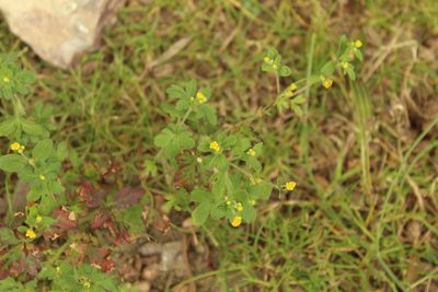 Villanova oppositifolia, photographed by Andrés Ramírez-Barrera