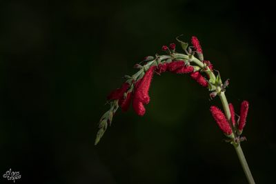 Salvia cinnabarina, photographed by Daniel Pineda Vera
