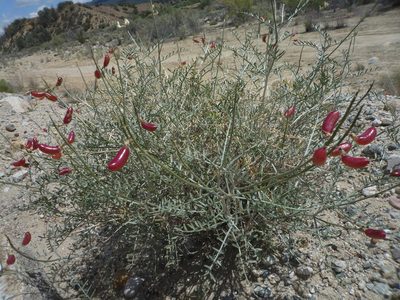 Astragalus pachypus, photographed by George Williams