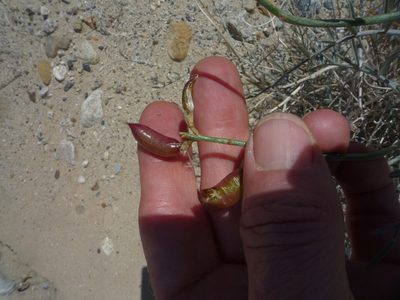 Astragalus pachypus, photographed by George Williams