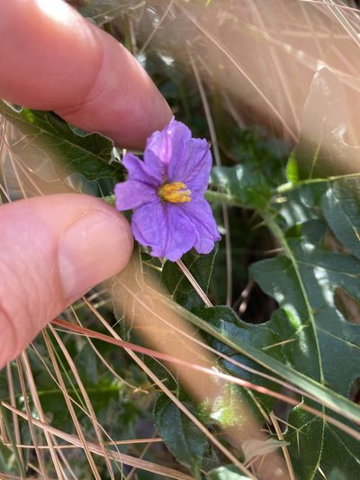 Solanum cinereum, photographed by Greg Tasney