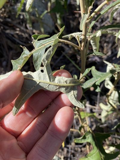 Solanum amblymerum, photographed by Greg Tasney