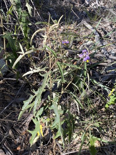 Solanum amblymerum, photographed by Greg Tasney