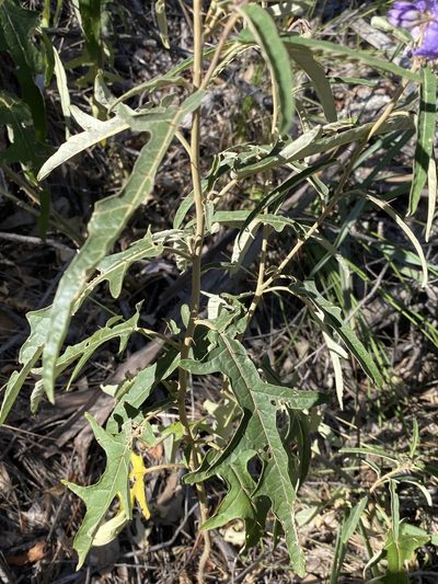 Solanum amblymerum, photographed by Greg Tasney