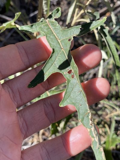 Solanum amblymerum, photographed by Greg Tasney