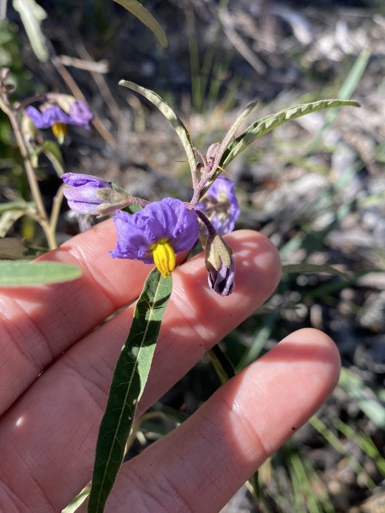 Solanum amblymerum, photographed by Greg Tasney