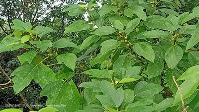 Ficus grossularioides, photographed by Ong Jyh Seng