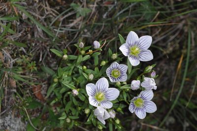 Gentianella multicaulis, photographed by aacocucci