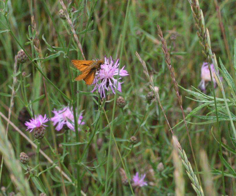 Centaurea pseudomaculosa, photographed by Oleg Kosterin