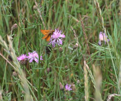 Centaurea pseudomaculosa, photographed by Oleg Kosterin