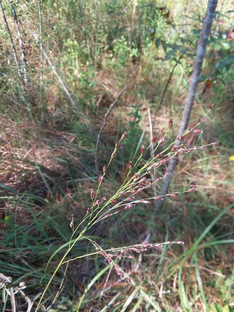 Tridens ambiguus, photographed by Will McFarland