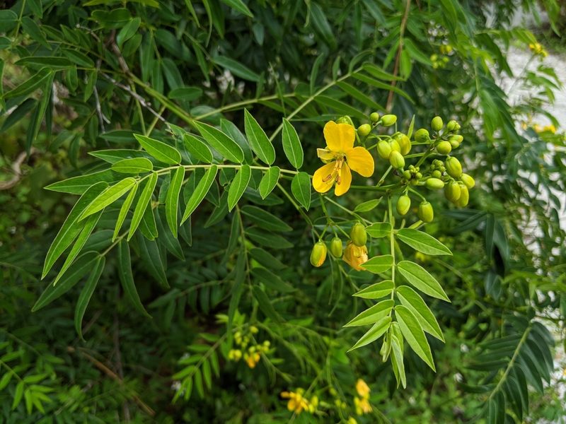 Senna ligustrina, photographed by Zac Peterson