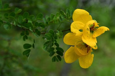 Senna wislizeni, photographed by adel-fridus