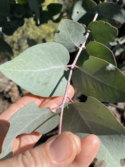Eucalyptus bridgesiana, photographed by Greg Tasney