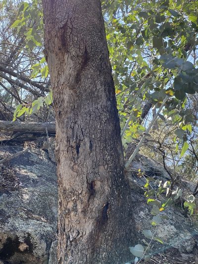 Eucalyptus bridgesiana, photographed by Greg Tasney