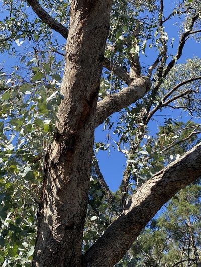 Eucalyptus bridgesiana, photographed by Greg Tasney
