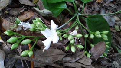 Oxera splendida, photographed by Steve Fitzgerald