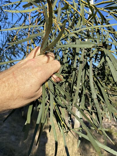 Acacia neriifolia, photographed by Greg Tasney