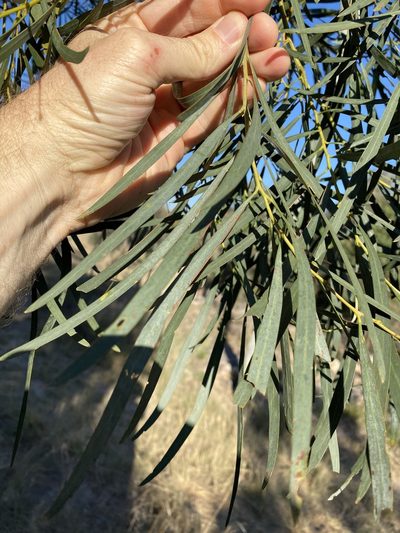 Acacia neriifolia, photographed by Greg Tasney